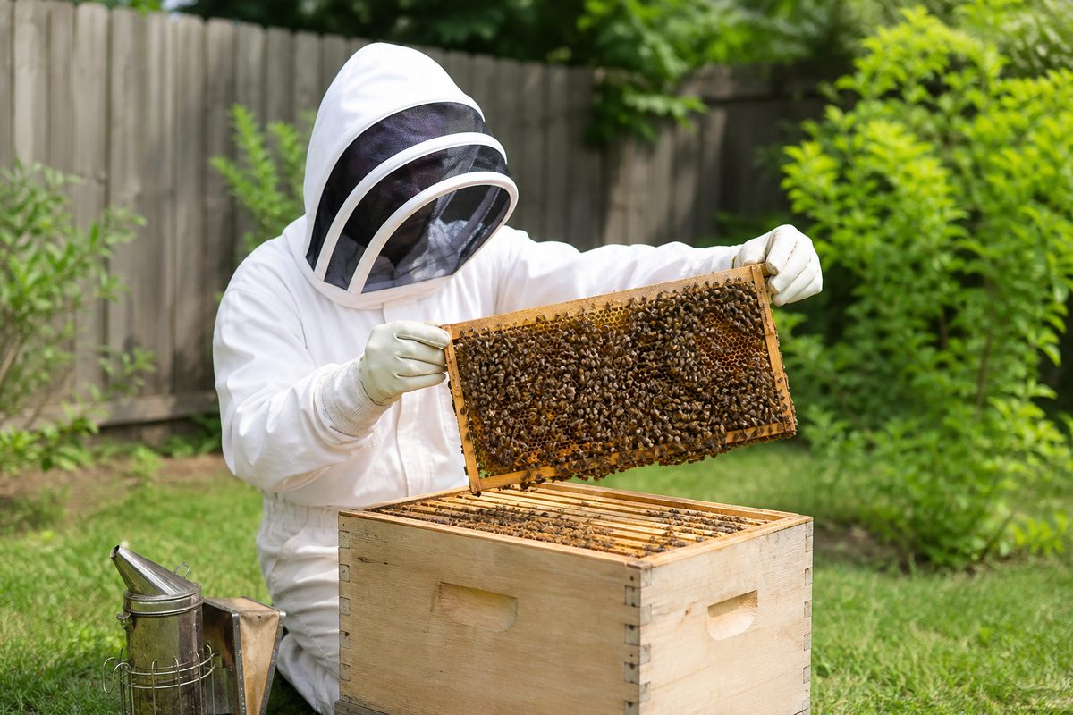 Live bee relocation to bee box